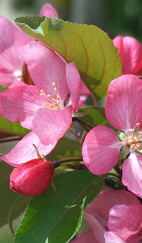 Розовые цветы яблони на дереве весной