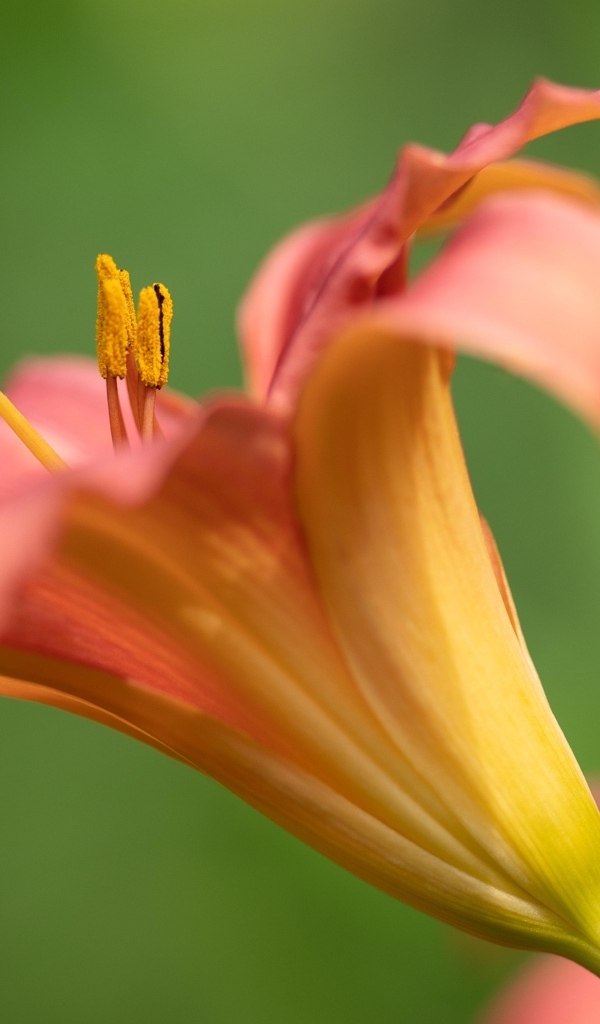 Розовый цветок лилейника на зеленом размытом фоне