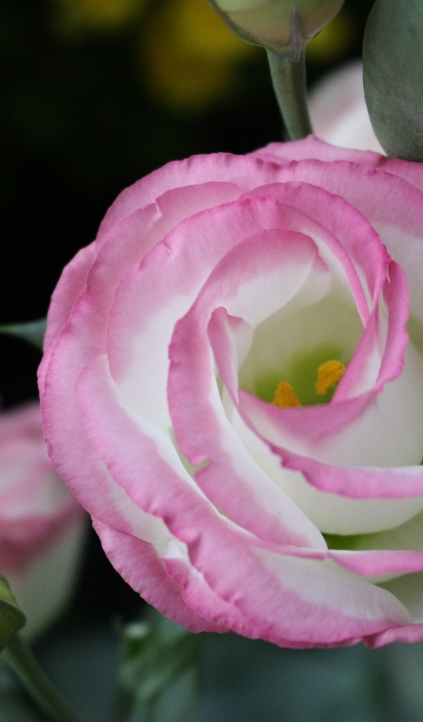 Розовые цветы эустома крупным планом