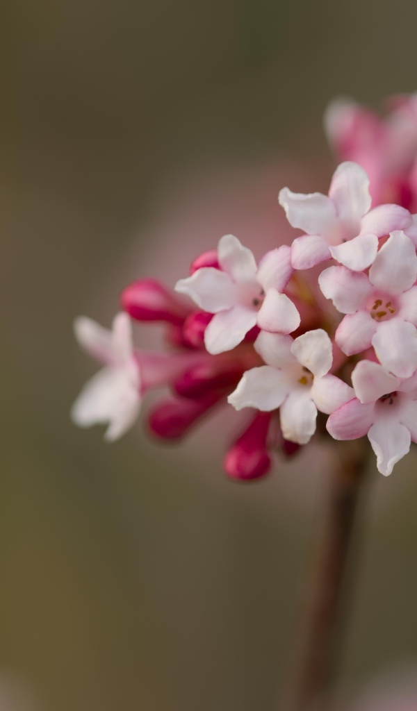 Розовые цветы калины Фаррера