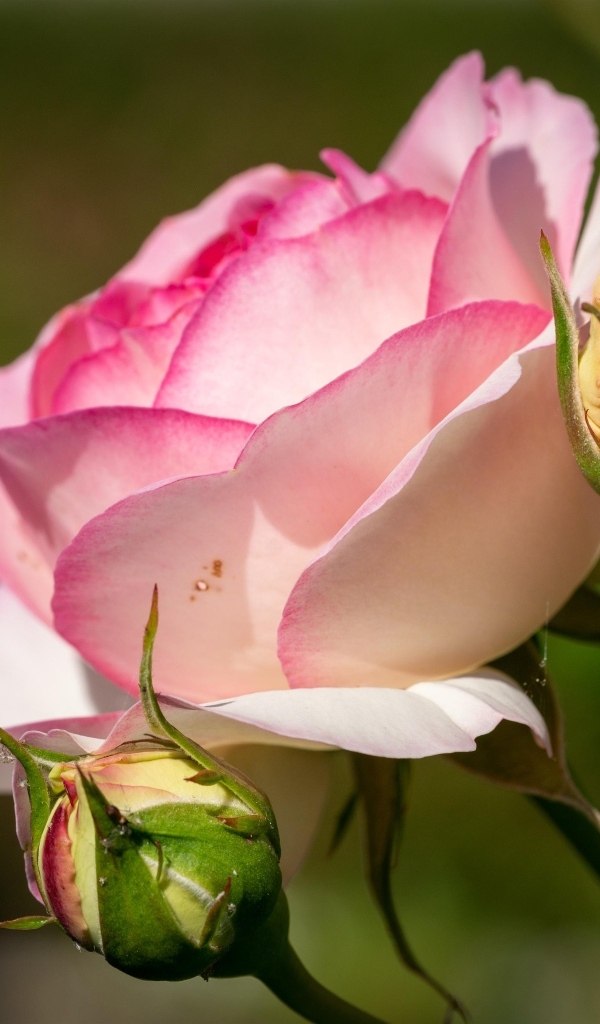 Розовая садовая роза с бутонами в лучах солнца