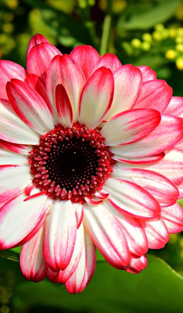 Розовая гербера крупным планом на клумбе