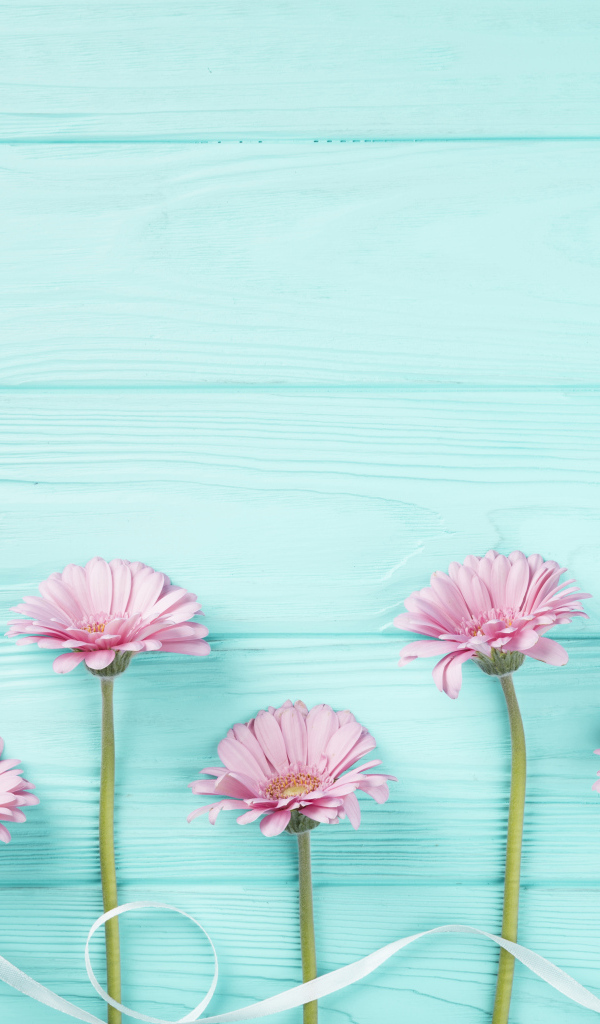 Розовые герберы с белой лентой на голубом столе