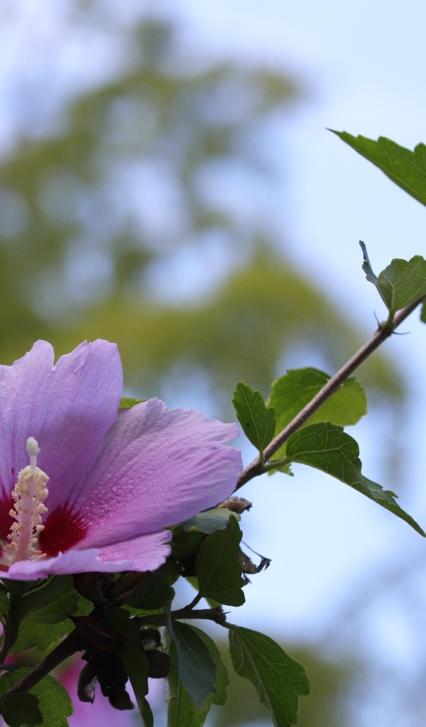 Розовые цветы гибискуса  на клумбе