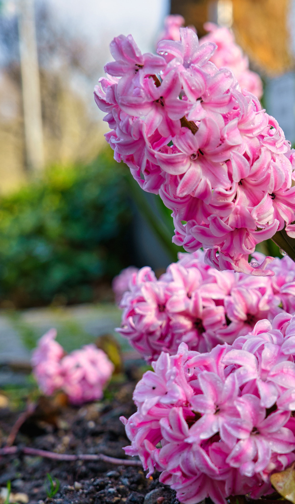 Розовые цветы гиацинта после дождя