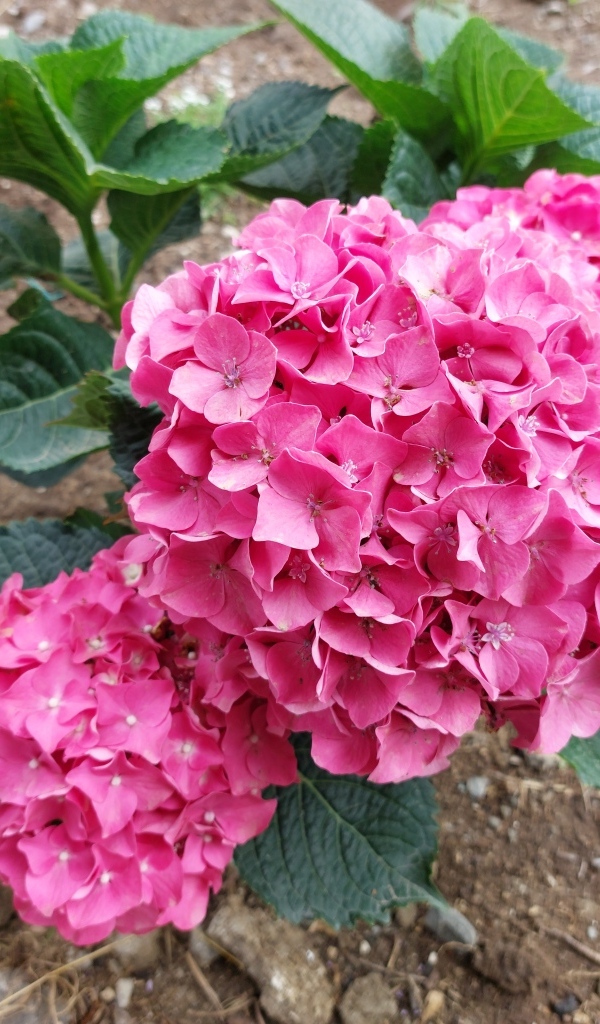 Розовая гортензия в саду на клумбе