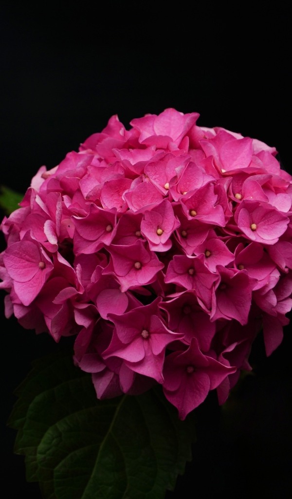 Розовая гортензия на черном фоне