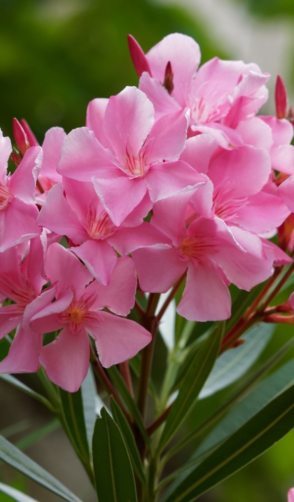 Розовые цветы олеандр крупным планом