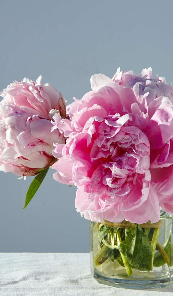 Розовые пионы в стакане на столе
