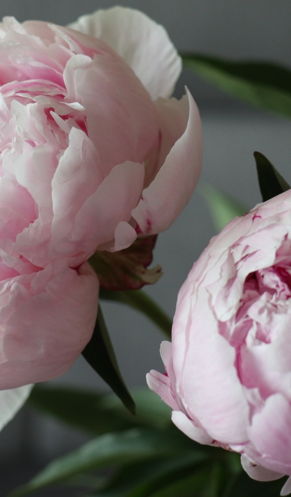 Розовые пионы в комнате крупным планом