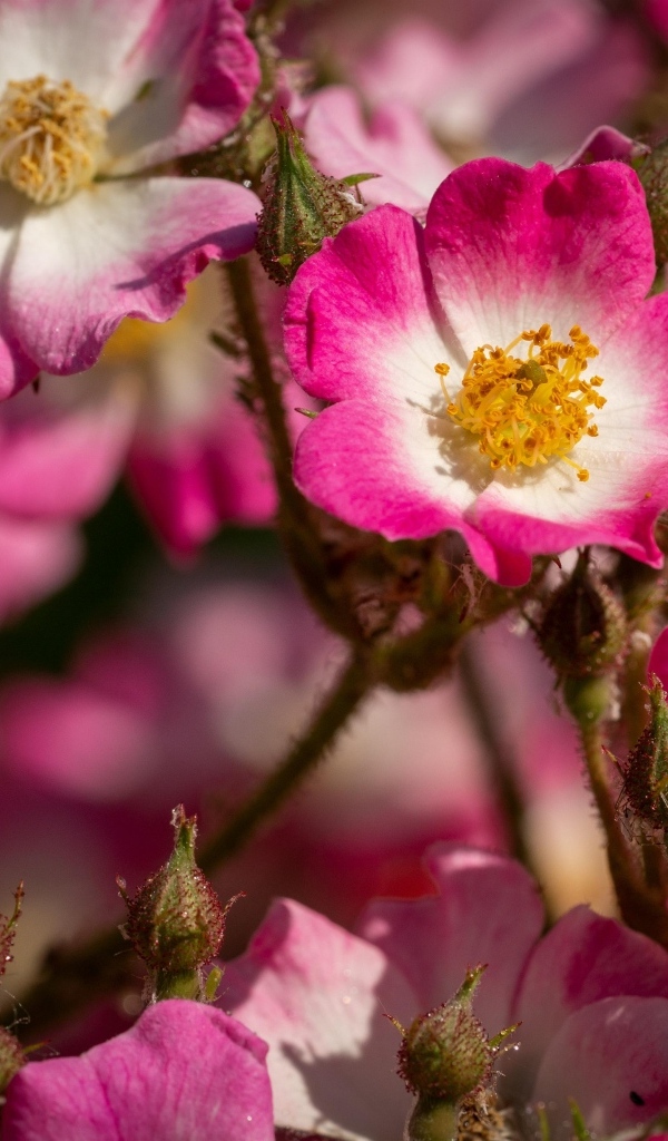 Розовые цветы шиповника крупным планом