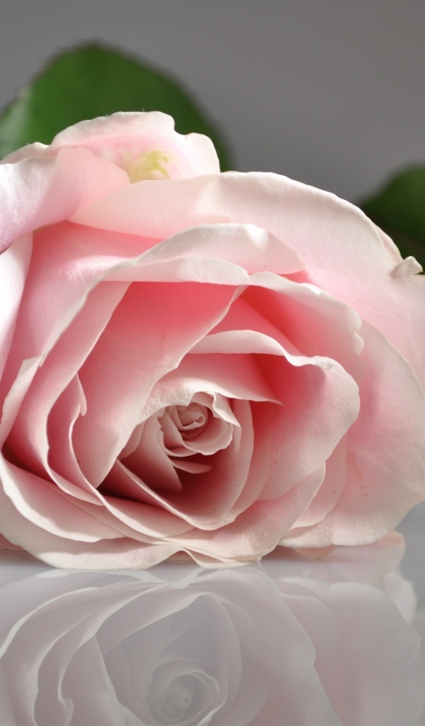 Розовая роза отражается в серой поверхности