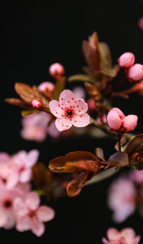 Розовые весенние цветы на ветках на черном фоне