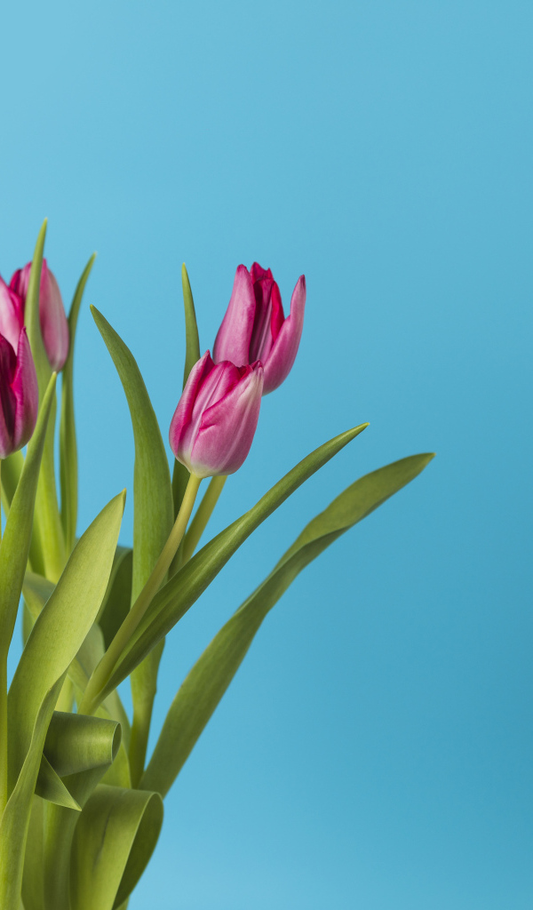 Розовые тюльпаны в вазе на голубом фоне