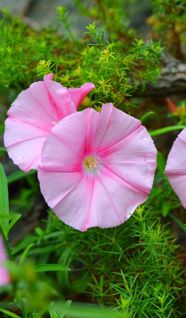 Розовые полевые цветы в зеленой траве