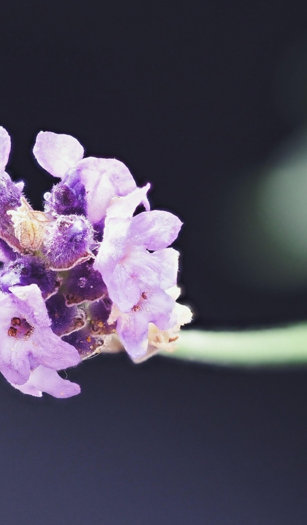 Розовый полевой цветок крупным планом