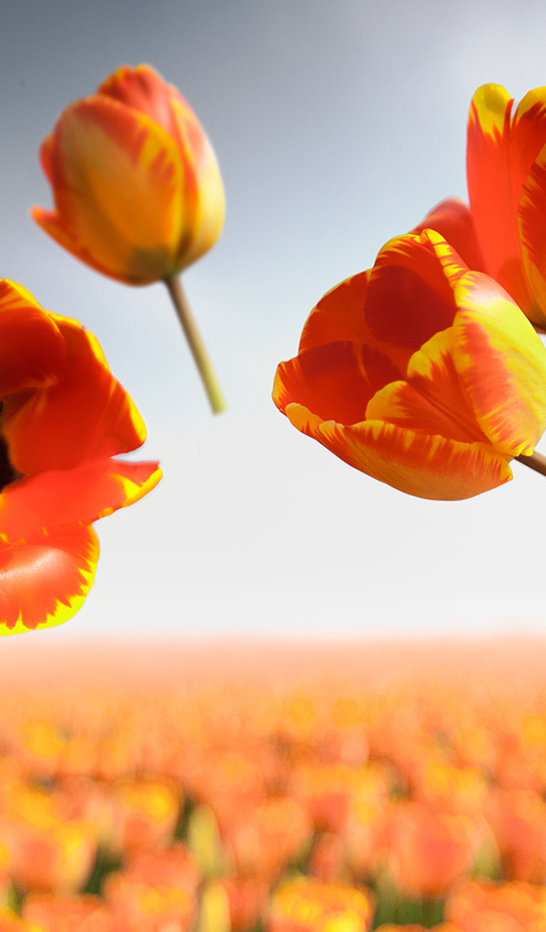 Сорванные цветы тюльпана в воздухе