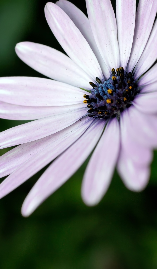 Фиолетовый цветок остеоспермум крупным планом