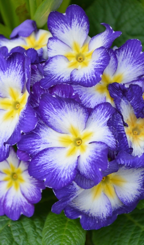 Фиолетовый комнатный цветок примула крупным планом