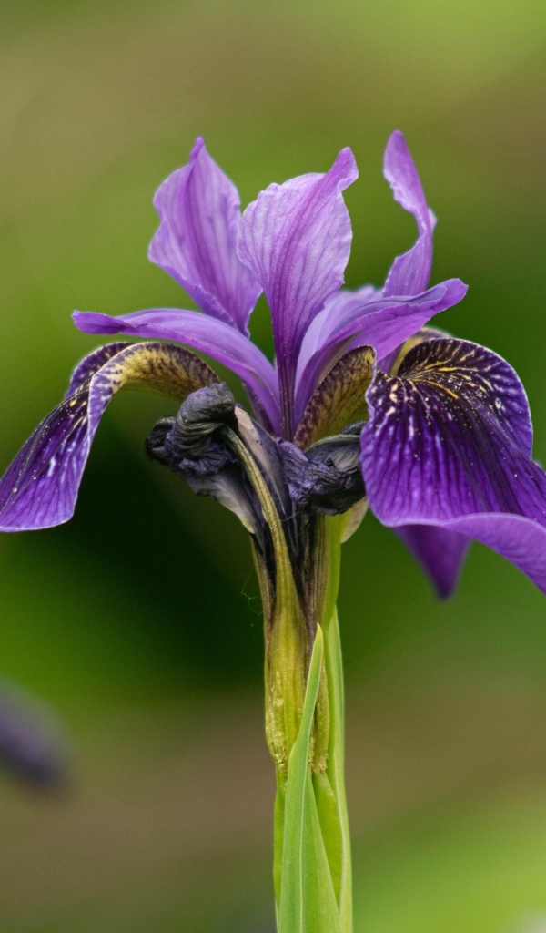 Фиолетовый цветок ириса крупным планом