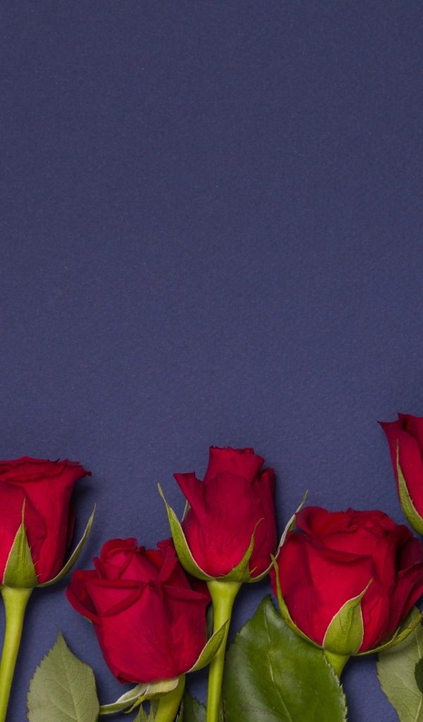 Красные английские розы на синем фоне