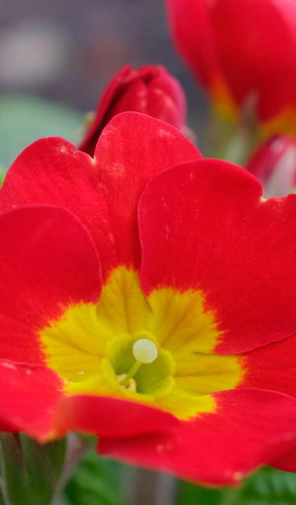 Красный комнатный цветок примула с бутонами