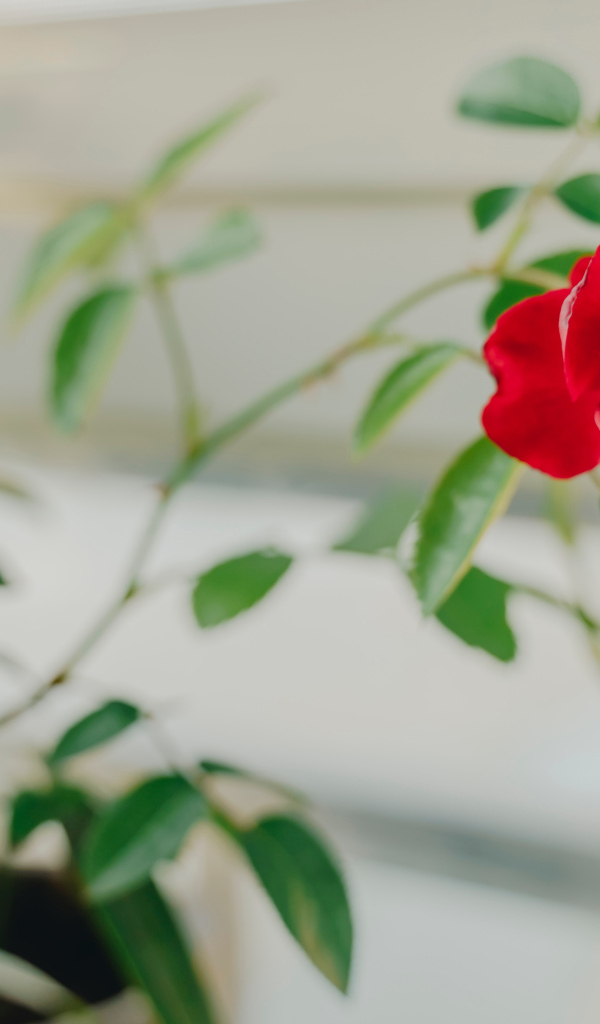 Красный цветок комнатной розы