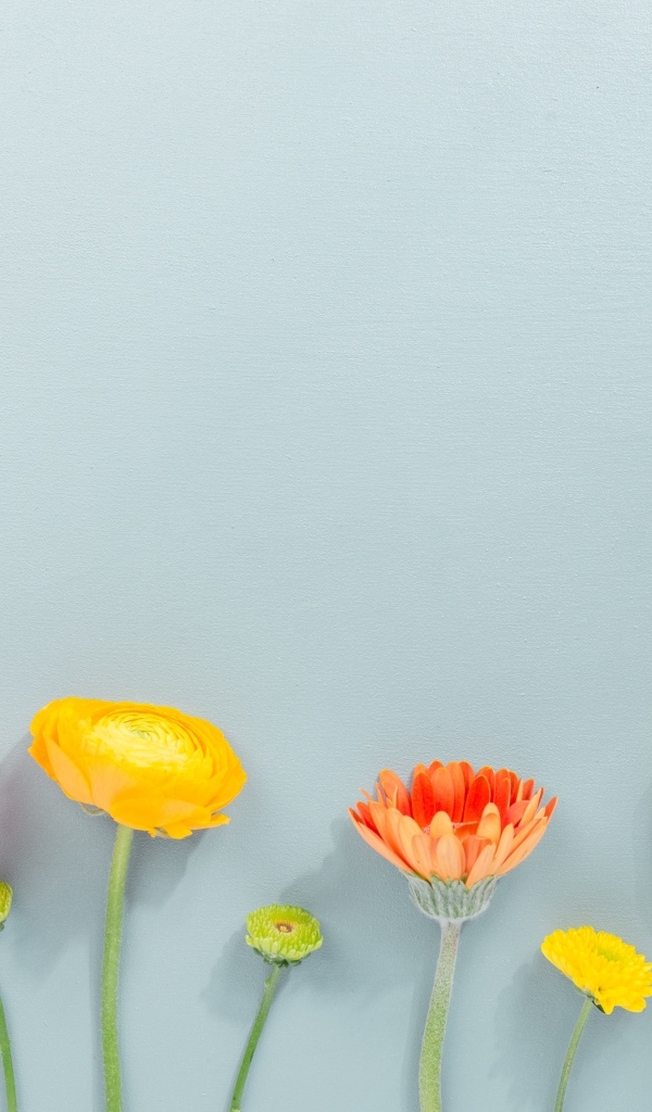 Роза, герберы и тюльпан на сером фоне