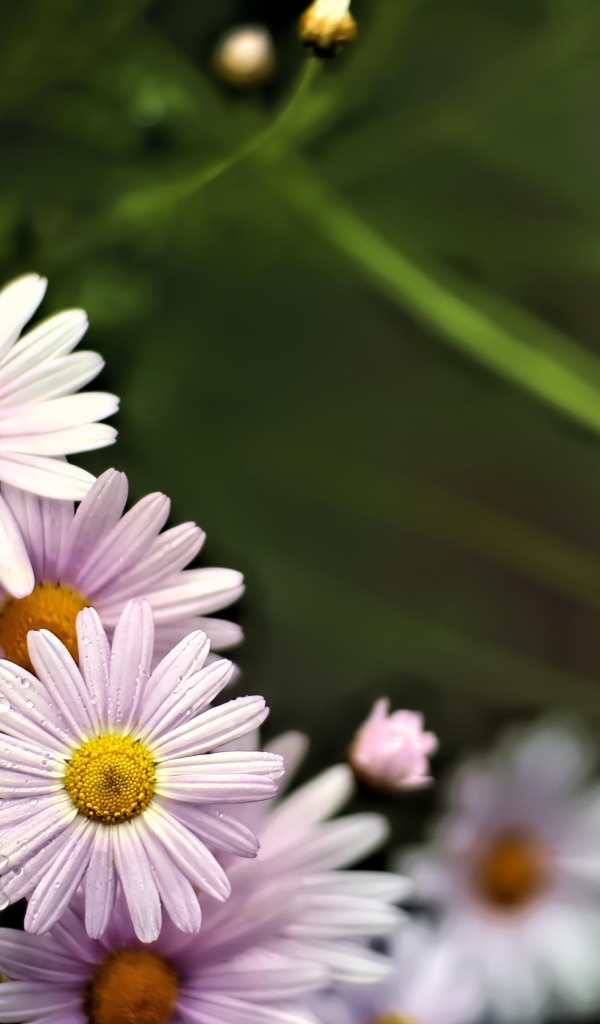 Маленькие белые ромашки для фона