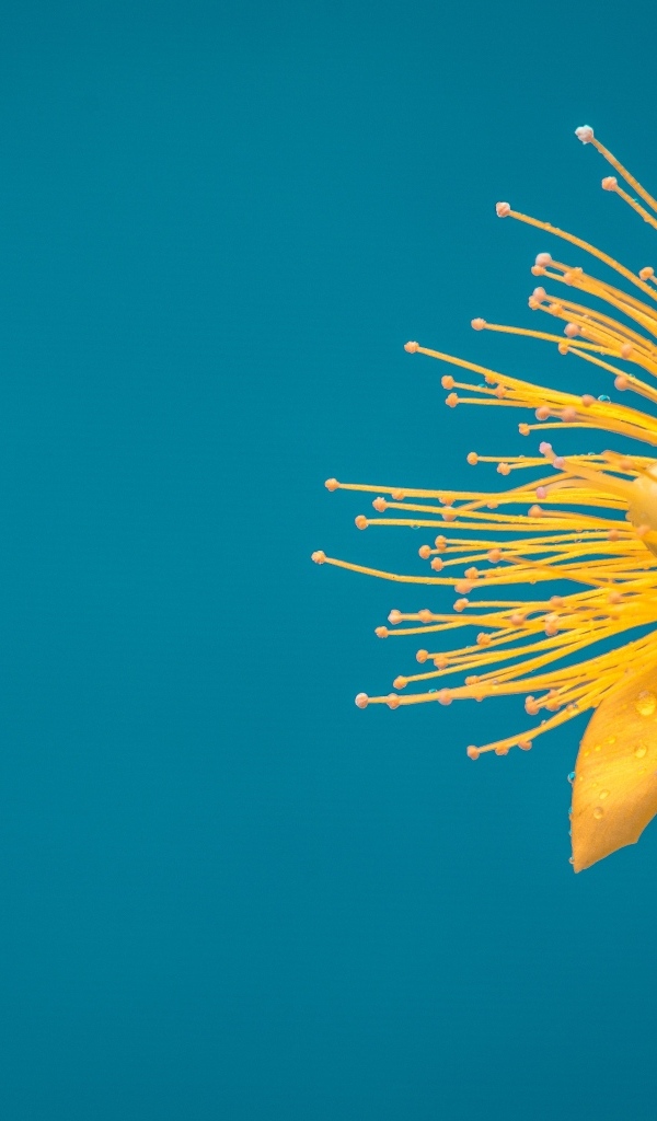 Маленький желтый цветок на голубом фоне