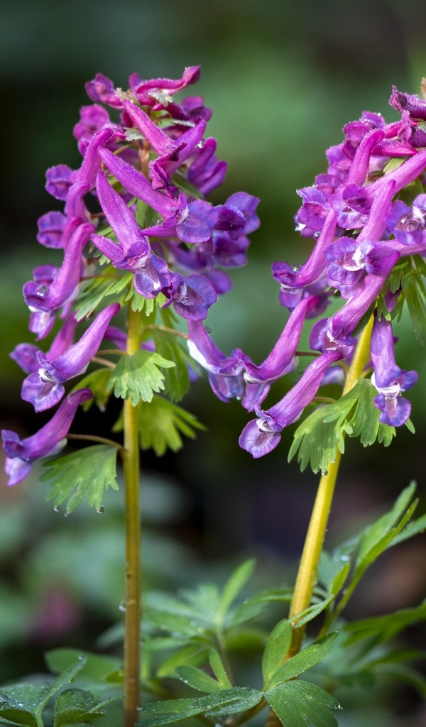 Первые весенние лесные цветы