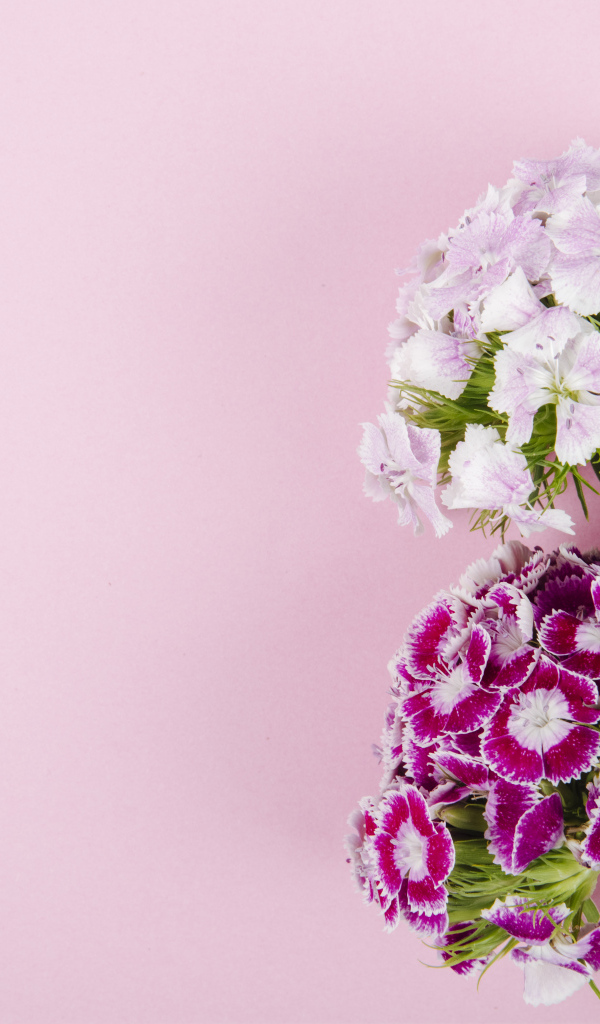 Цветы турецкой гвоздики на розовом фоне