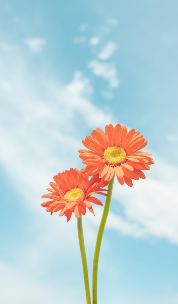 Два цветка герберы на фоне неба