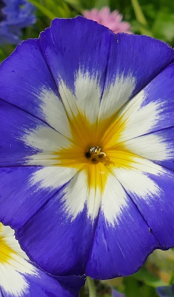 Два крупных цветка ипомеи