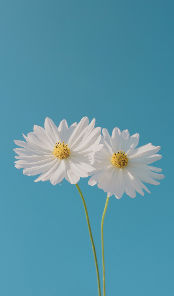 Два белых цветка космеи на голубом фоне