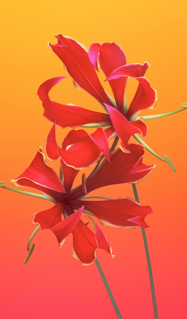 Необычные красные цветы лилии 