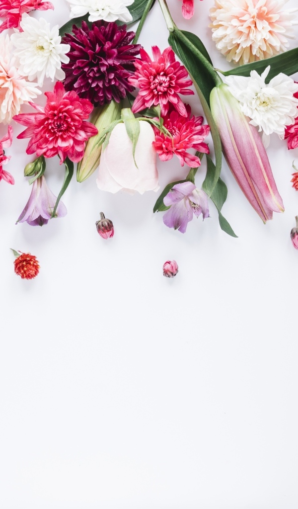 Белый фон со свежими разноцветными цветами