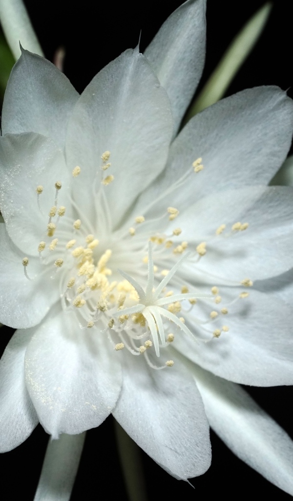 Белый цветок кактуса на черном фоне