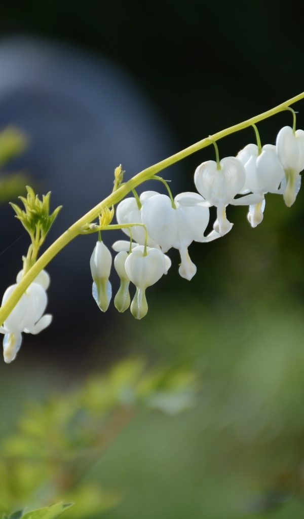 Белые нежные цветы фуксии 