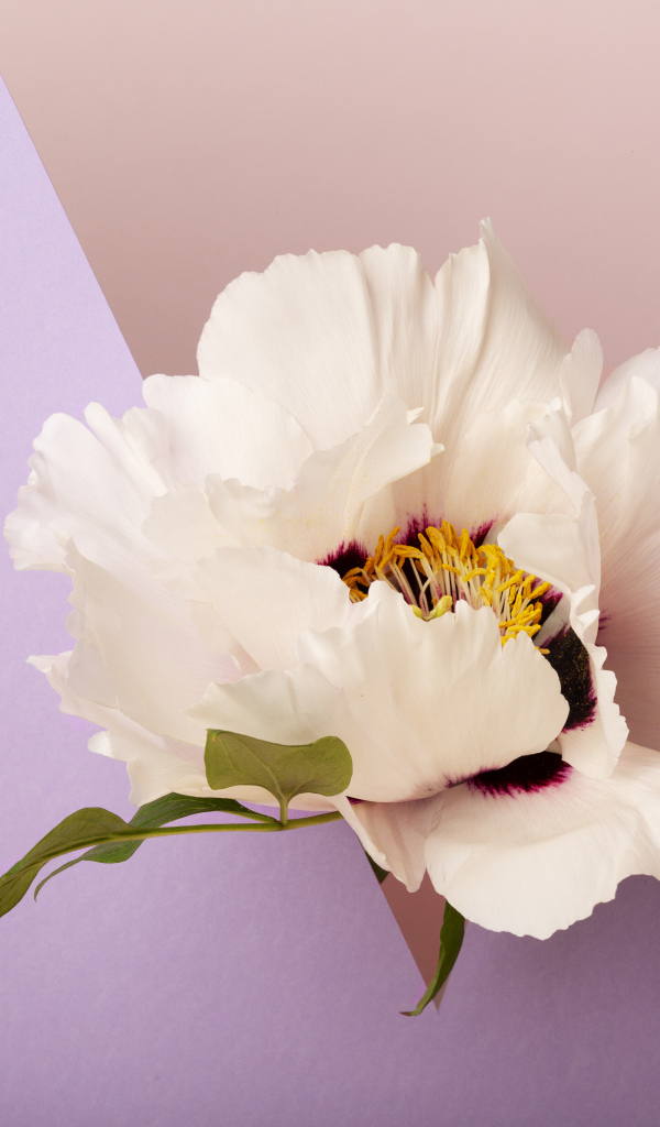 Белый цветок на фиолетовом фоне