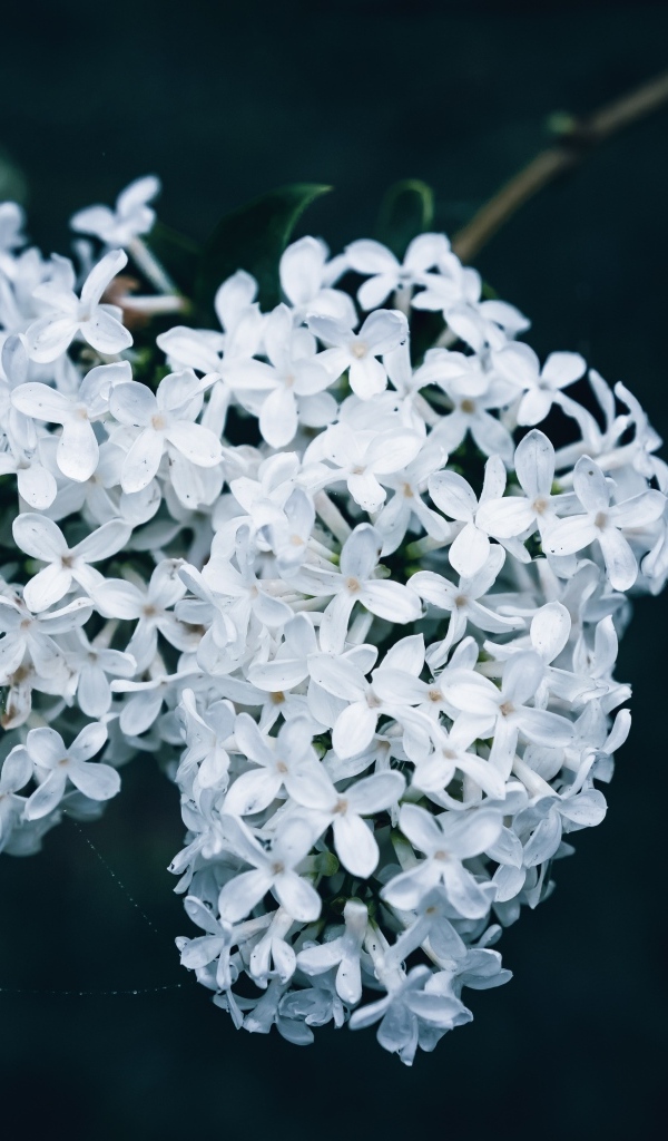 Белые цветы сирени крупным планом