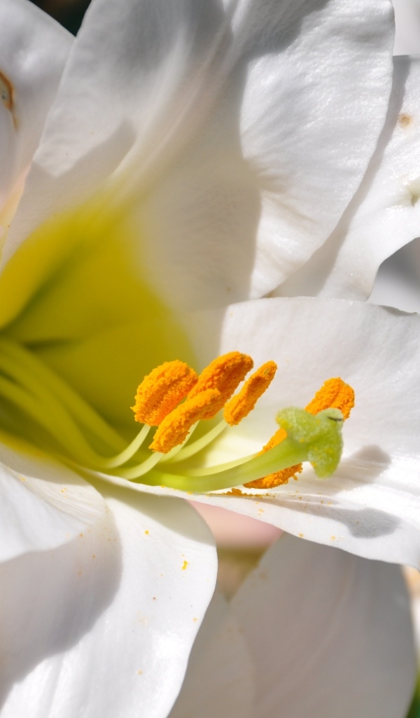 Белые лилии с желтой серединой