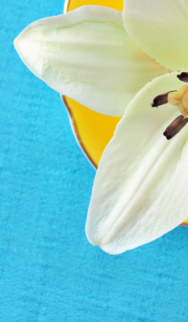 Белый цветок лилии на голубом фоне