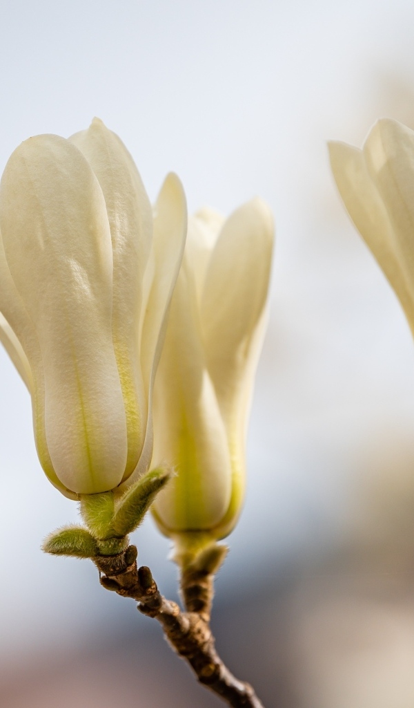 Белые цветы магнолии на ветках крупным планом