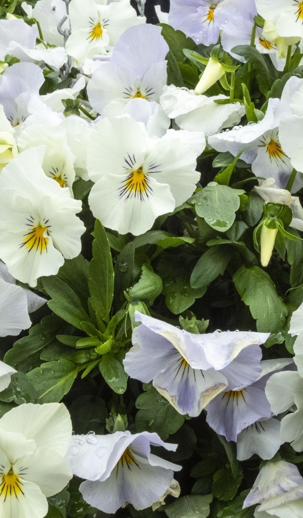 Белые цветы анютины глазки крупным планом