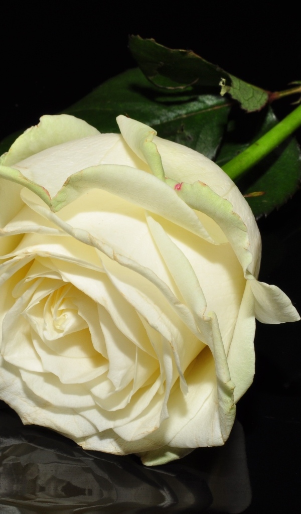 Белая роза отражается в черной поверхности 