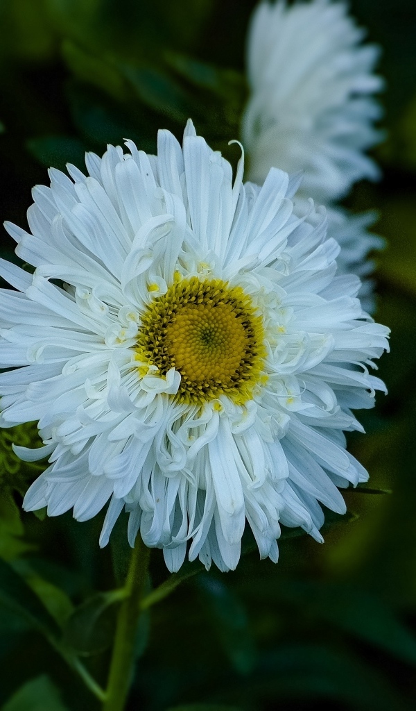 Белый летний цветок астра на клумбе