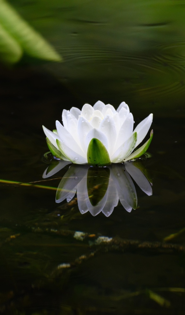 Белая водяная лилия в пруду