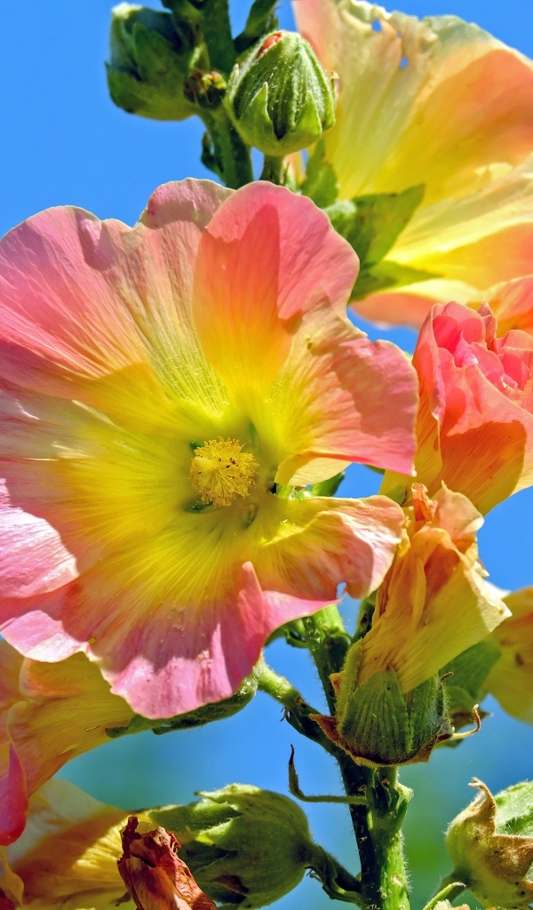 Полевые цветы мальвы на голубом фоне