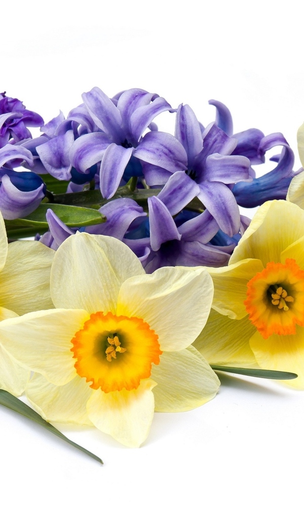 Желтые нарциссы с синим гиацинтом на белом фоне